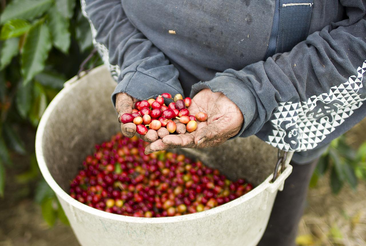 coffee tour kona reddit