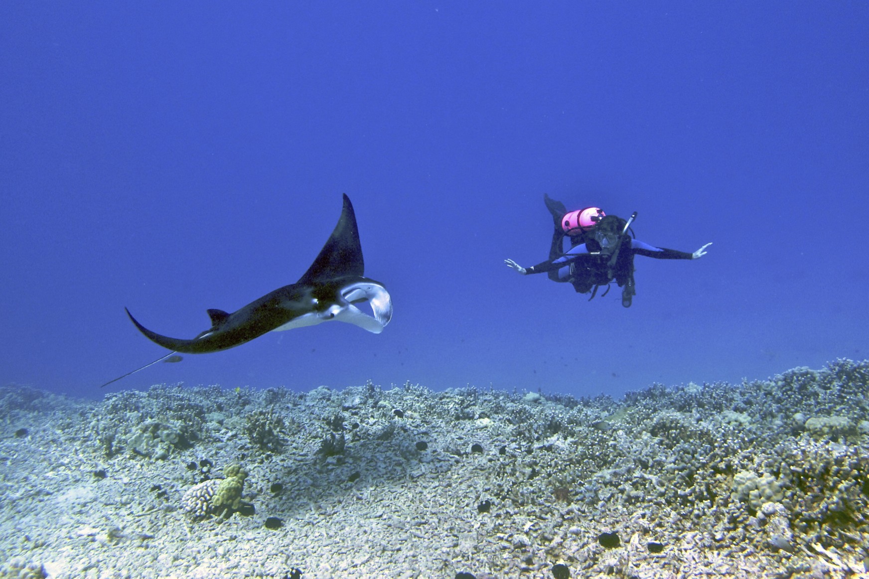 Kona Manta Ray Diving